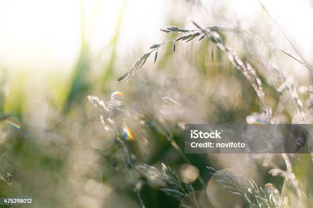 Dew On Grass Stock Photo - Download Image Now - 2015, Agricultural Field, Backgrounds