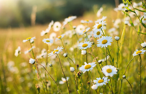 flores - blue chamomile imagens e fotografias de stock