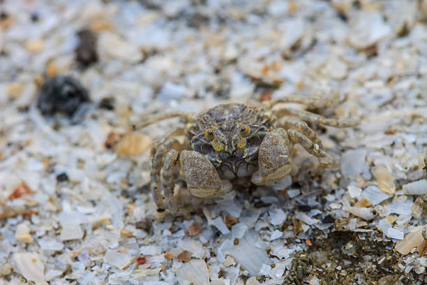 istock crab on a background of sand 475300428