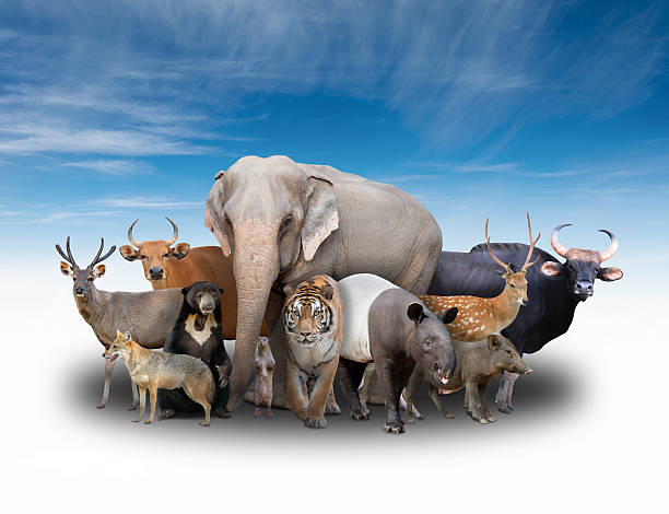 istock group of asia animals 475300492