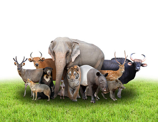 istock group of asia animals 475301402