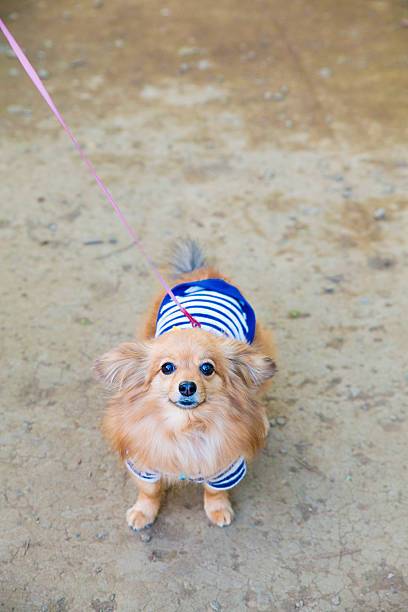 istock pets at Yoyogi Park, Tokyo, Japan 475301462
