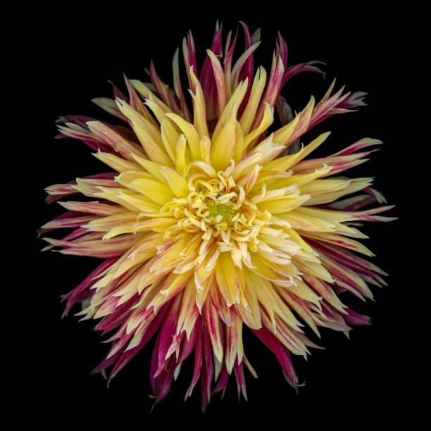 istock Red and yellow dahlia isolated on black 475301474