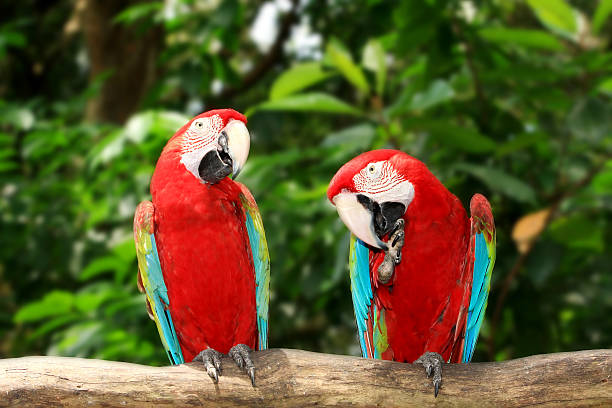 istock the couple of macaw 475301592