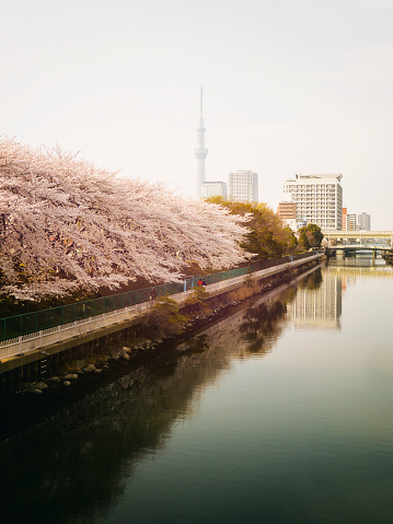 The Yokogyukken River in the Koto city area of Tokyo Japan. The cherry blossom trees are in bloom.