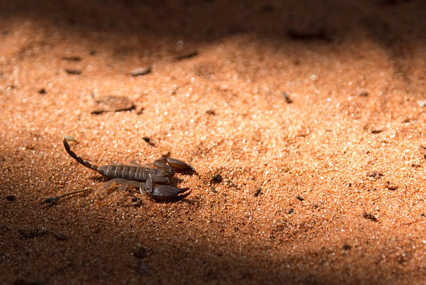 itabuna, bahia / brazil - june 16, 2011: man holds the scorpion insect in the neighborhood of Jacana in the city of Itabuna.