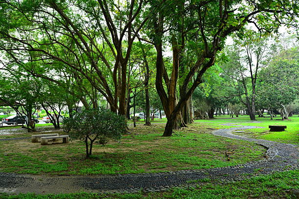 istock Tall trees grow lush foliage at park 475302142