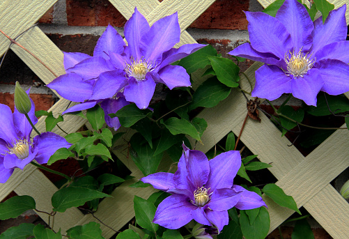Purple blooming clematis garden hybrid flower