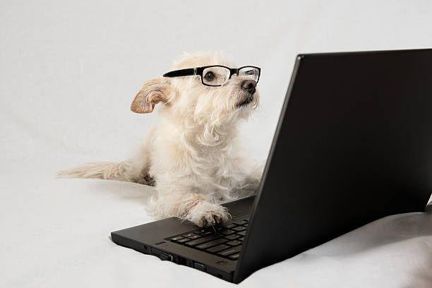 istock Terrier wearing glasses and working at laptop 475302492