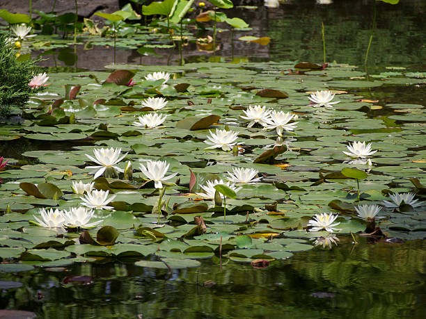 istock Clumps of water lily 475302746