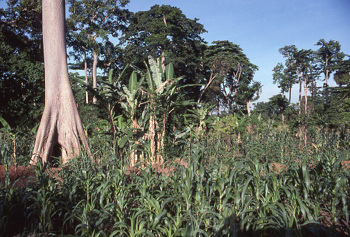 Slash and Burn Subsistence farm in rainforest near Kumasi Ghana West Africa