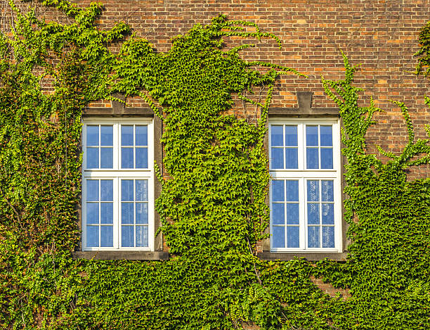 istock Old window with ivy growing on wall of bricks 475303492