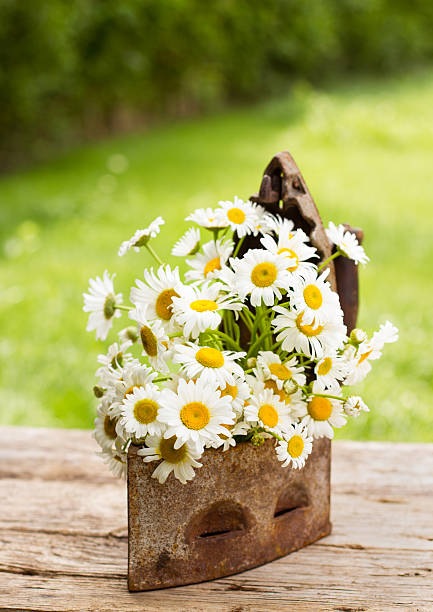 istock Daisy flowers in the garden 475303966
