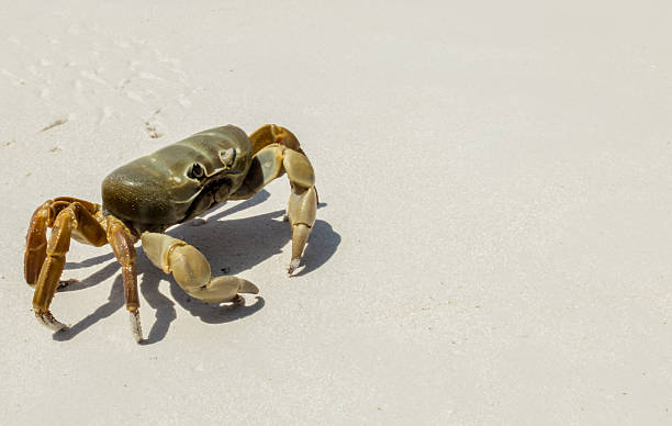 istock Chicken Crab on The White Sand Beach Template 475304082
