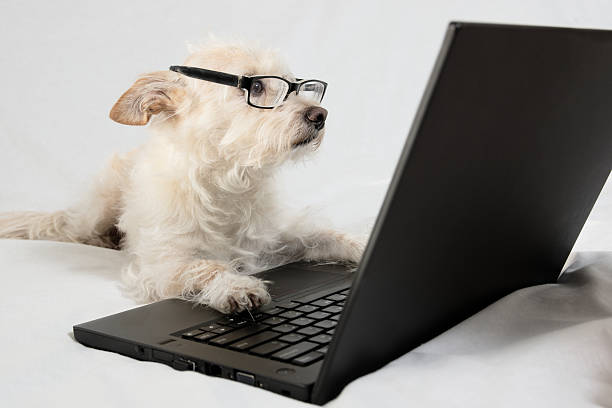 Light brown terrier is wearing reading glasses and has paws on laptop computer.  Dog is looking at screen of computer.  Dog and computer are in studio isolated on white background.