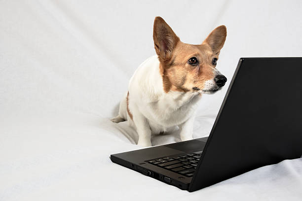 istock Brown and white corgi looking at laptop screen 475306564