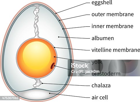 Label parts of egg