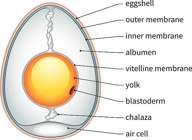 Chicken Egg Anatomy vector art illustration