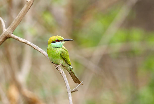 istock Beautiful green bee-eater in Jhirna Forest 475307376