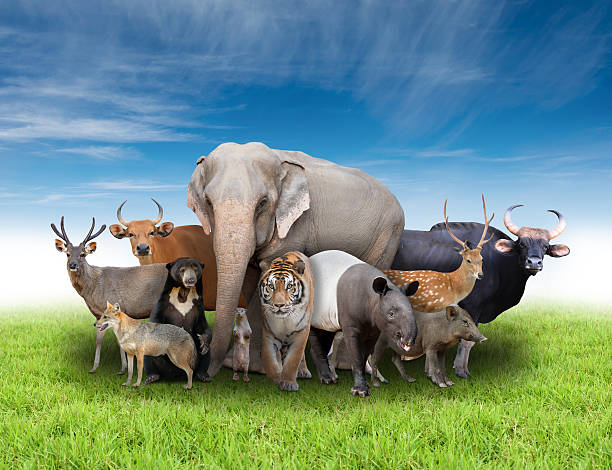istock group of asia animals 475307450