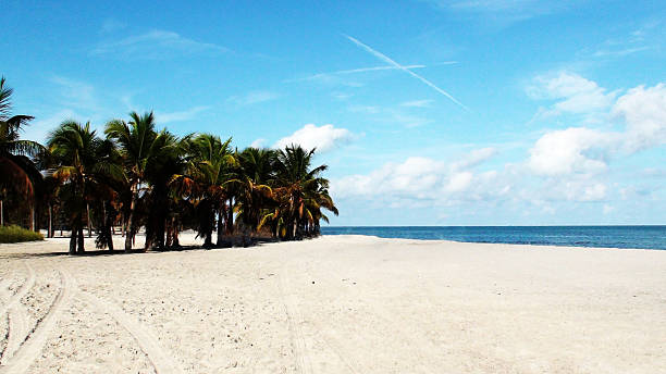 istock Landscape Of Beach With Palm Trees In Key Biscayne Miami 475307470