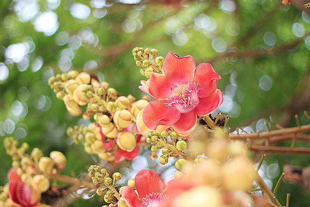 Sal flowers of Buddhism or Couroupita guianensis.