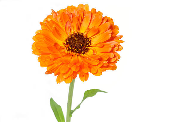 istock Orange pot marigold (Calendula officinalis) flower 475309581