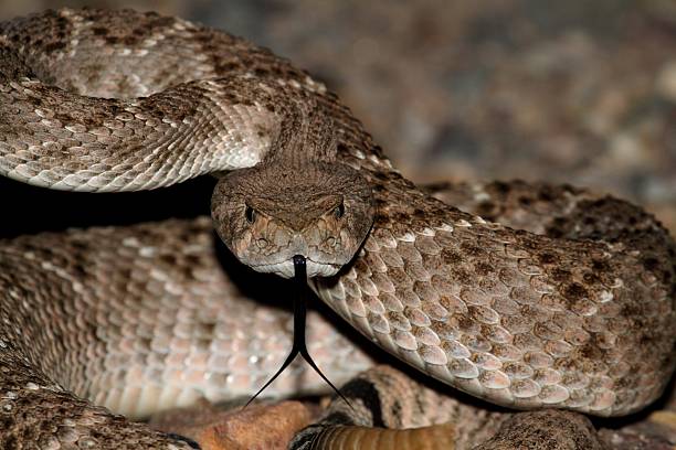 Mojave Rattlesnake - Crotalus scutulatus Mojave Rattlesnake (Crotalus scutulatus) coiled to strike. The Mojave Rattlesnake is considered by many to be the most deadly snake in the United States. scutulatus stock pictures, royalty-free photos & images