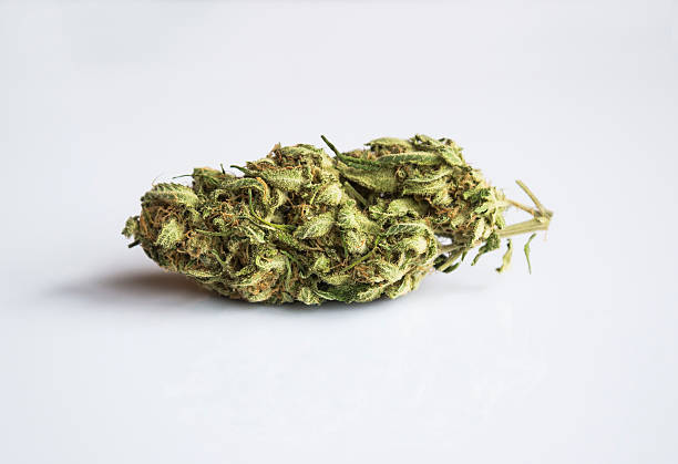 Cтоковое фото Cannabis Почка-с�тадия развития растения