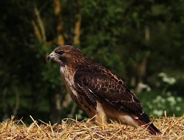 istock American Red tailed Hawk perched on a hay bale. 475313622