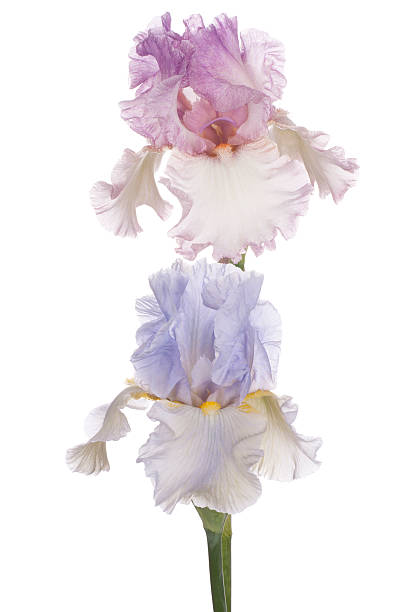 iris Studio Shot of Blue and Pink Colored Iris Flowers Isolated on White Background. Large Depth of Field (DOF). Macro. Symbol of Trust and Wisdom. Emblem of France. deep focus stock pictures, royalty-free photos & images