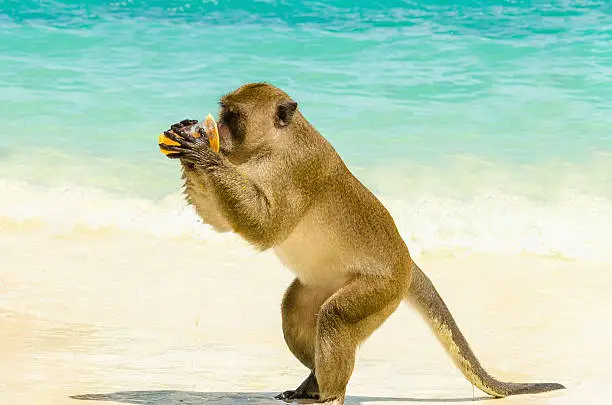 Monkey drinking juice, which she got from a tourist, Monkey Beach, Phi Phi Islands, Thailand