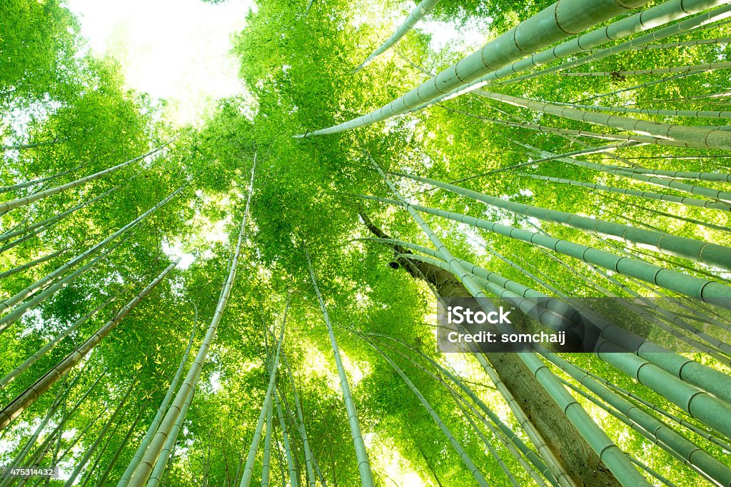 Bamboo Forest, Kyoto, Japan Bamboo grove, in Arashiyama, Kyoto, Japan 2015 Stock Photo