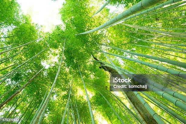 Bamboo Forest Kyoto Japan Stock Photo - Download Image Now - 2015, Asia, Bamboo - Plant