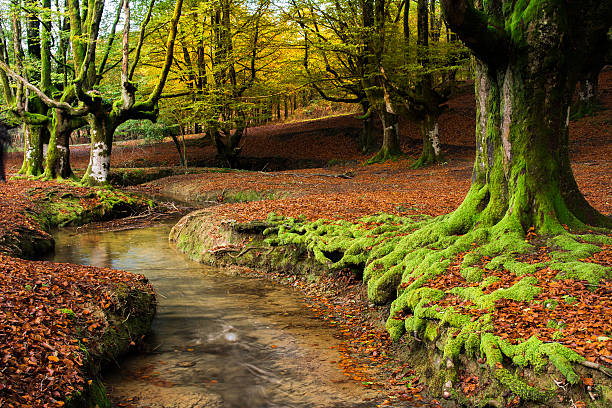 istock hotzarreta on colorful autumn 475314824