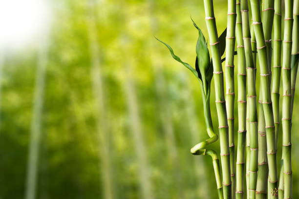 floresta de bambu, kyoto, japão - bamboo shoot leaf bamboo green - fotografias e filmes do acervo