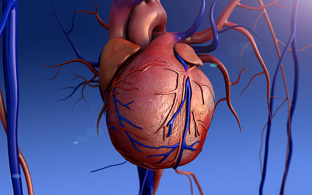 coeur humain - septum interventriculaire photos et images de collection