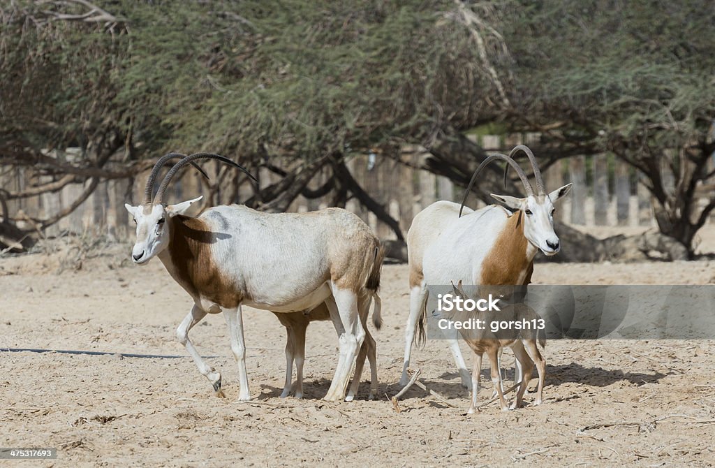 Sahara scimitar antelopes with babies in nature reserve Sahara scimitar Oryx (Oryx leucoryx) with babies in National Biblical Hai-Bar nature reserve, 35 km north of Eilat, Israel Animal Stock Photo