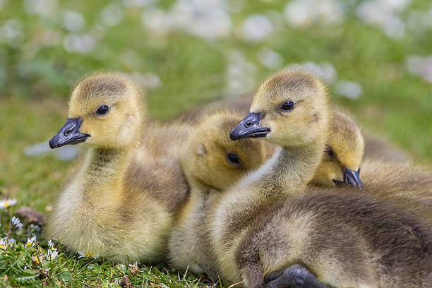 istock Canada Goose goslings close up 475317894