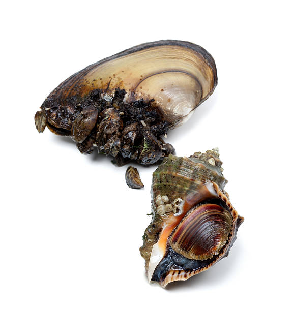 istock Veined rapa whelk and anodonta (river mussels) 475317948