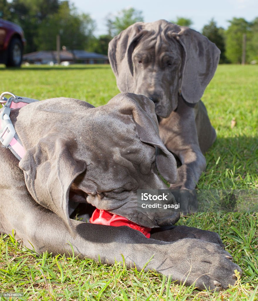 Waiting for her turn Great Dane puppy watching another one chewing on a red ball. 2015 Stock Photo