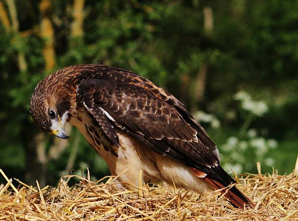 istock American Red tailed Hawk perched on a hay bale. 475318666