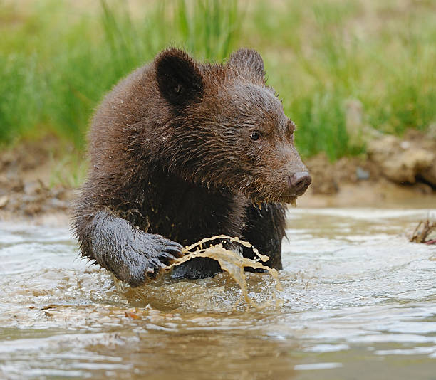 istock Brown bear cub in a water 475318691