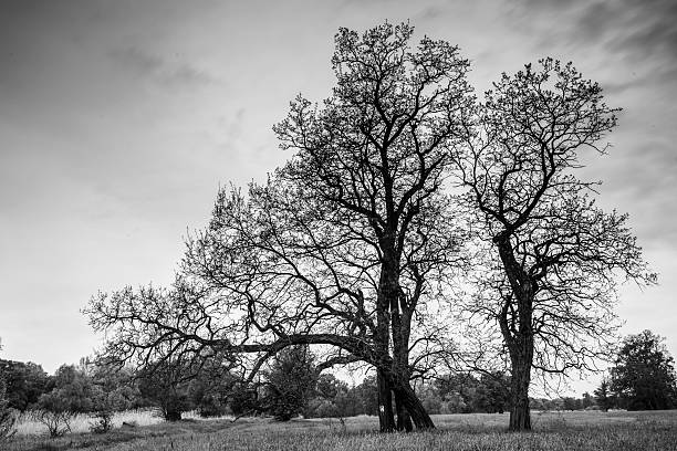 istock Image of trees in field 475320288
