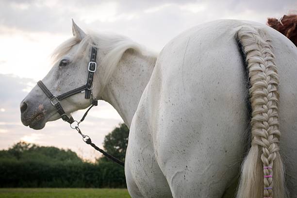 White horse in the nature on a rainy day
