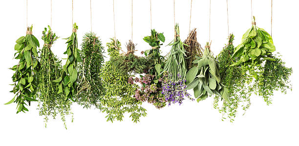 istock herbs hanging isolated on white. food ingredients 475320765