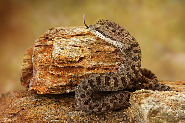 istock Twin-Spotted Rattlesnake With Tongue Out 475321146