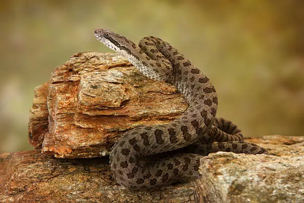 Photo of Twin-Spotted Rattlesnake on Desert Rocks