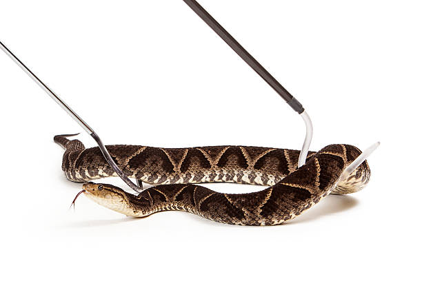 terciopelo vipère à fossettes faciales serpent être pris en charge - snake adder viper reptile photos et images de collection