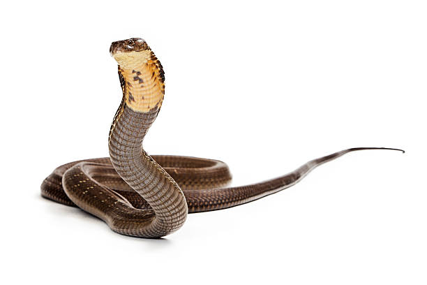 istock King Cobra Snake Ready to Strike 475321244